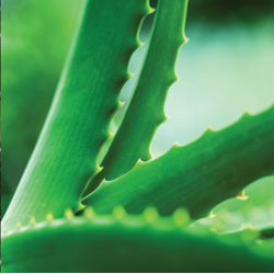 Aloe Essential 250x250