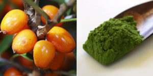 Matcha Sanddorn