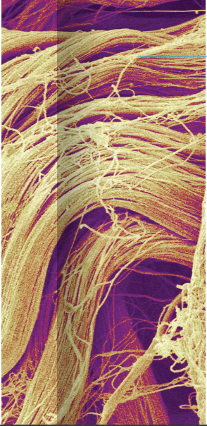sund hud og collagen
